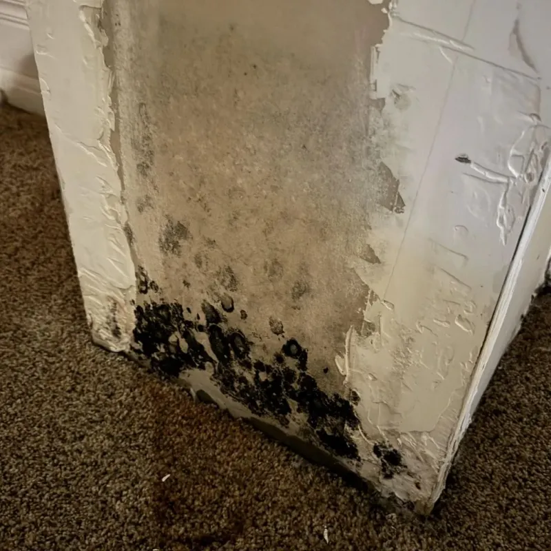 Professional Mold Removal in Thompson, ND